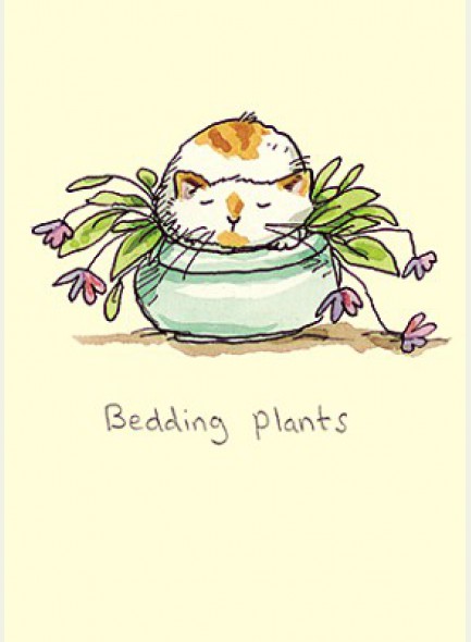 M286 Bedding Plants